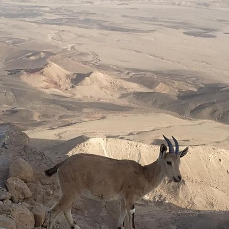 Desert Peace Micpe Ramon Zewnętrze zdjęcie