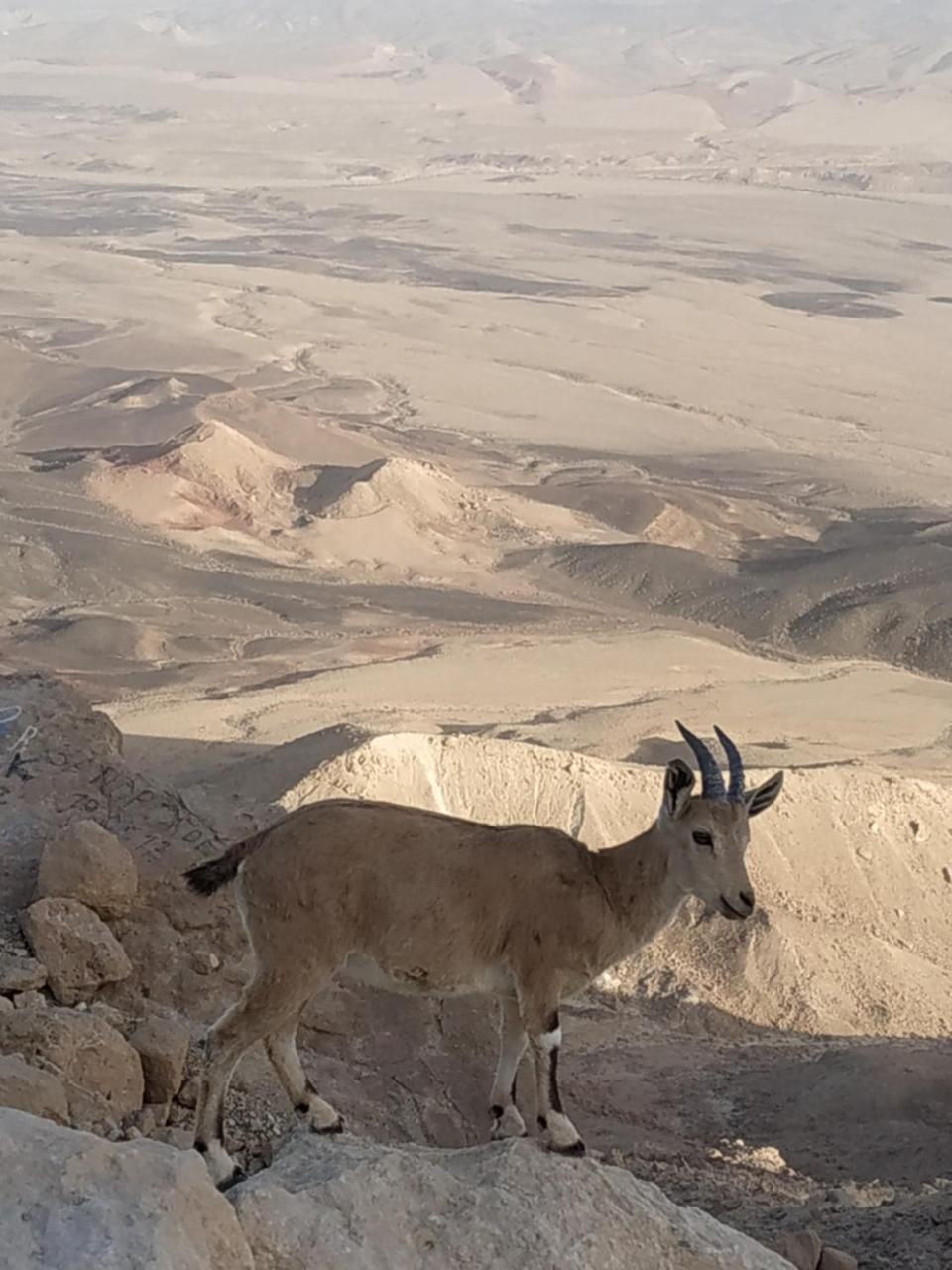 Desert Peace Micpe Ramon Zewnętrze zdjęcie